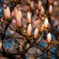 Fleurs d'un magnolia