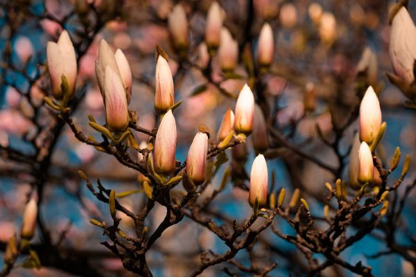 Fleurs d'un magnolia