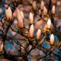 Fleurs d'un magnolia