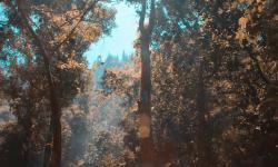 Une forêt avec des arbres