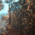 Une forêt avec des arbres